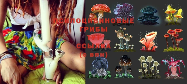 стафф Алзамай